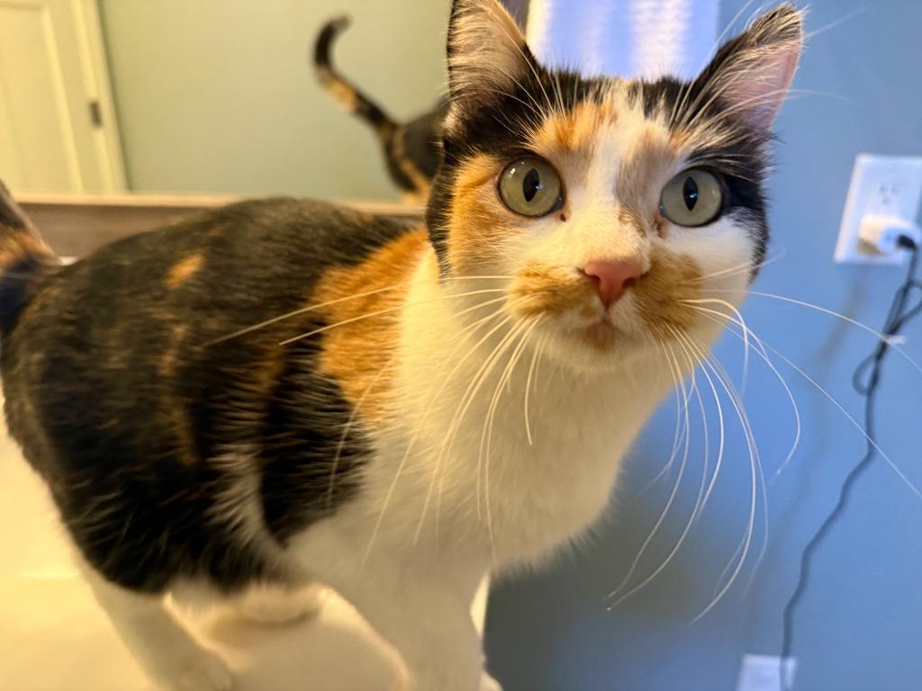 Daisy, a Adoptable mixed breed in Minneapolis, MN image 1/3