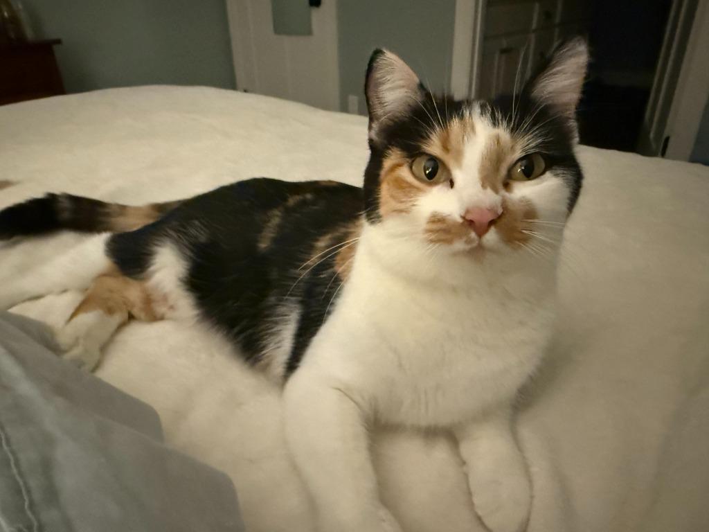 Daisy, a Adoptable mixed breed in Minneapolis, MN image 2/3