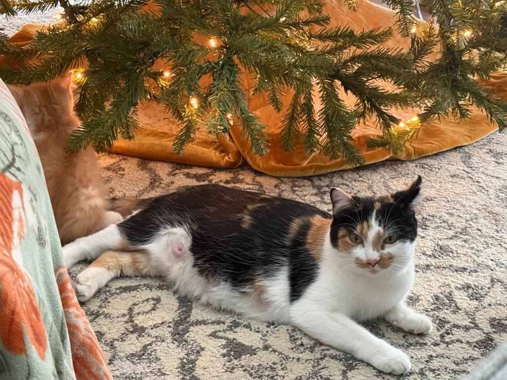 Daisy, a Adoptable mixed breed in Minneapolis, MN image 3/3