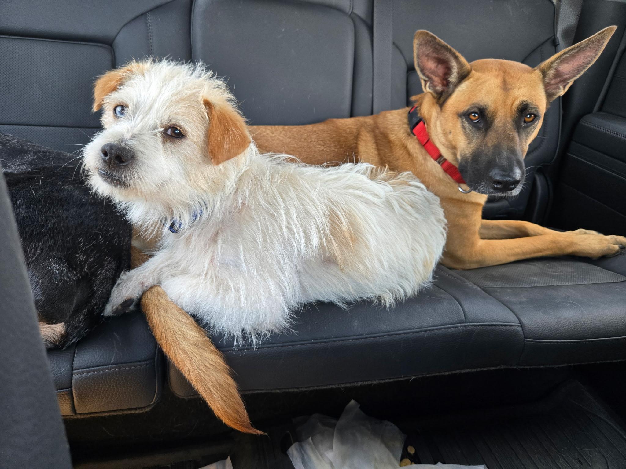 Enlarge Chicken Nugget, a Adopted mixed breed in Carrollton, TX image 1/5