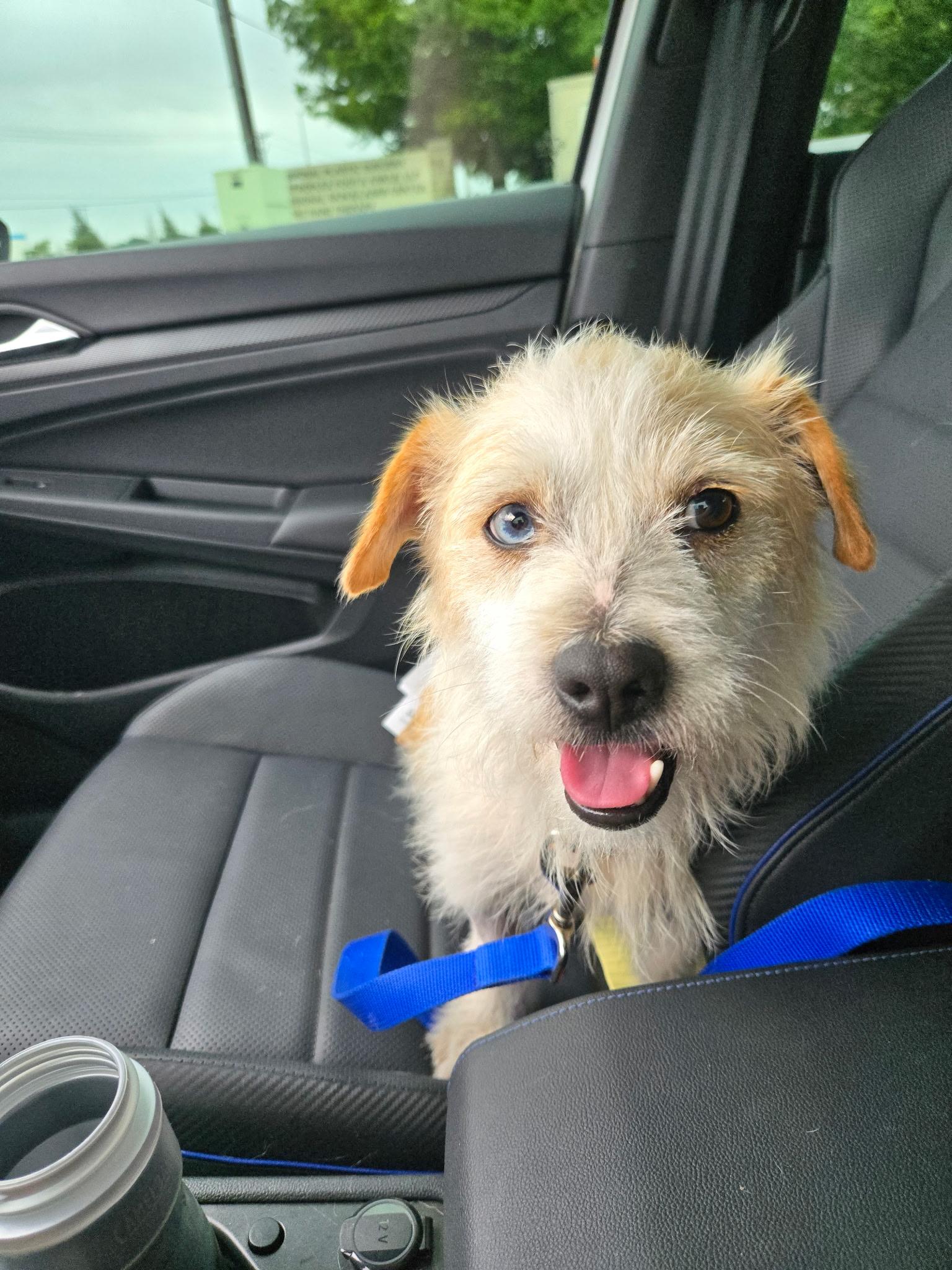 Enlarge Chicken Nugget, a Adopted mixed breed in Carrollton, TX image 2/5