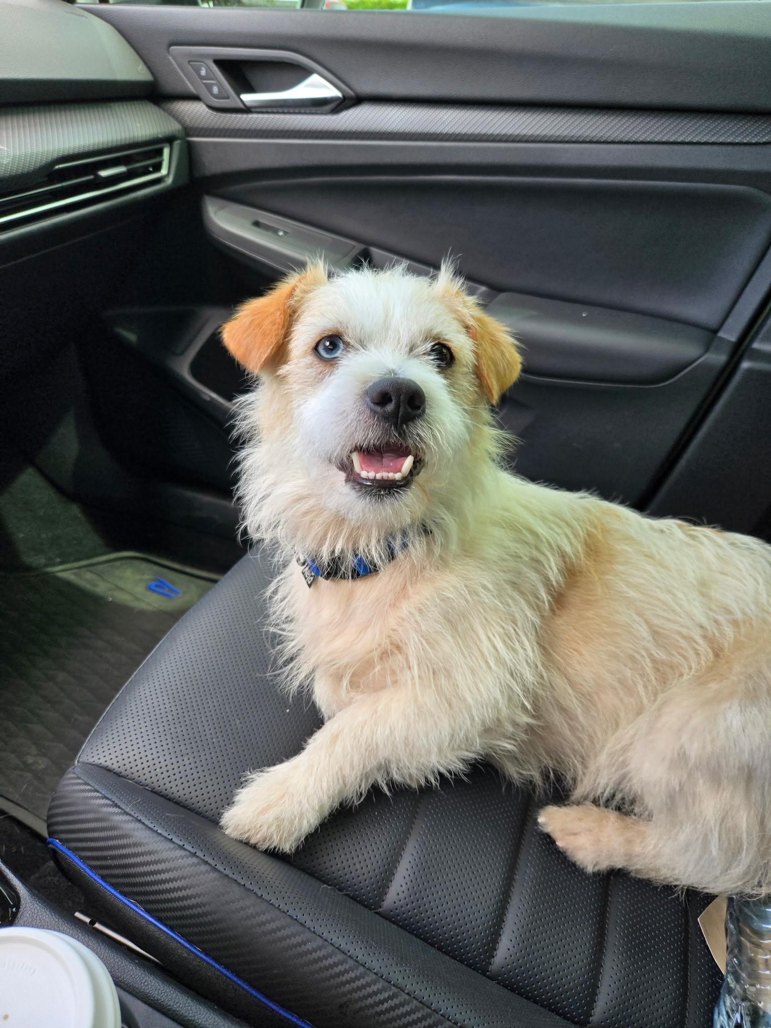 Enlarge Chicken Nugget, a Adopted mixed breed in Carrollton, TX image 3/5