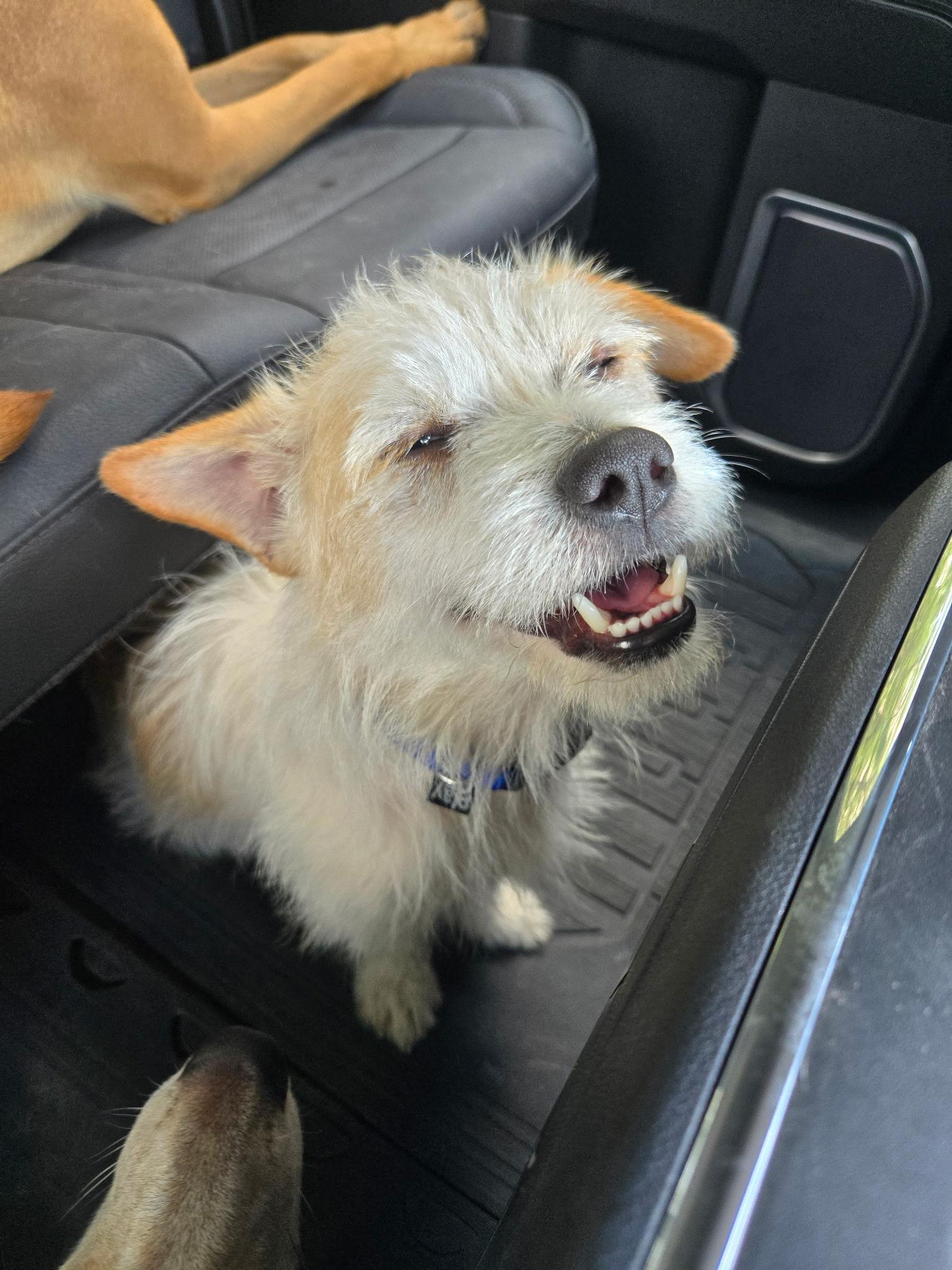 Enlarge Chicken Nugget, a Adopted mixed breed in Carrollton, TX image 4/5