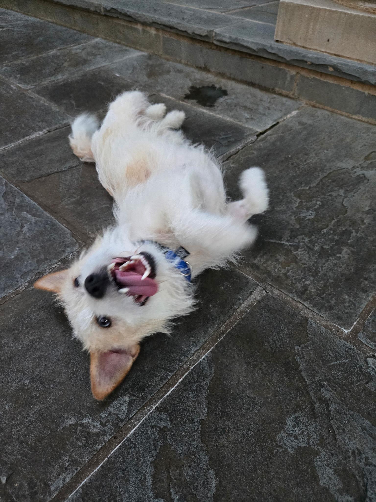 Enlarge Chicken Nugget, a Adopted mixed breed in Carrollton, TX image 5/5