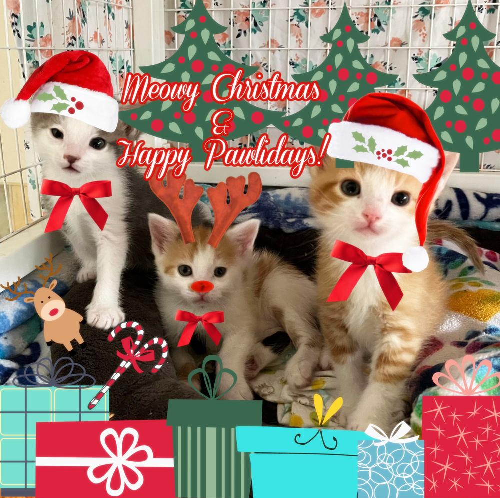 Meowy *Older Kitten*, Adoptable, Kitten Female Domestic Short Hair.