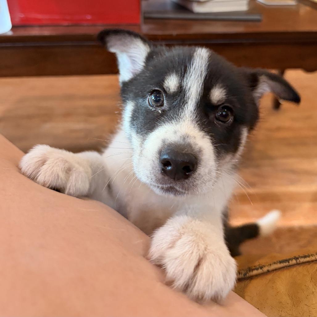 Mack, Adoptable, Puppy Male Husky.