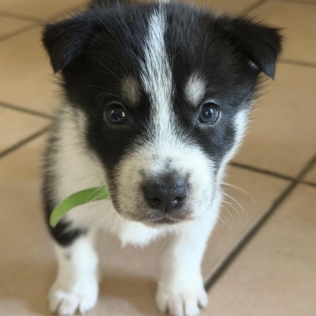 Enlarge Mack, a Adoptable Husky in Baton Rouge, LA image 2/4