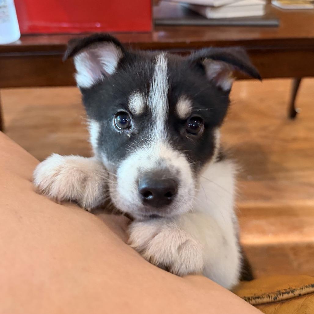 Enlarge Mack, a Adoptable Husky in Baton Rouge, LA image 4/4