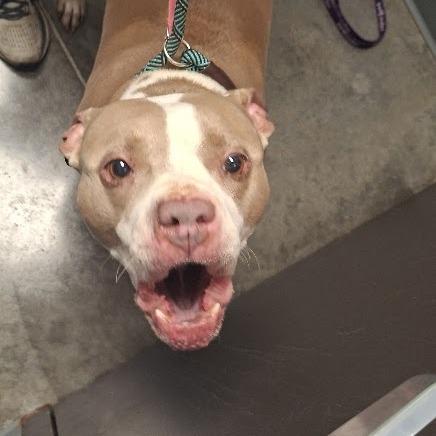 Donkey, Adoptable, Adult Male Pit Bull Terrier.