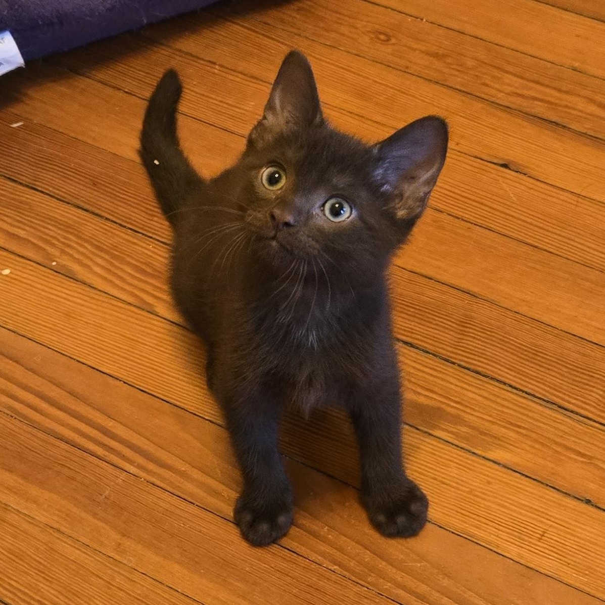Bean Dip, an adopted mixed breed in Hyattsville, MD image 1/6