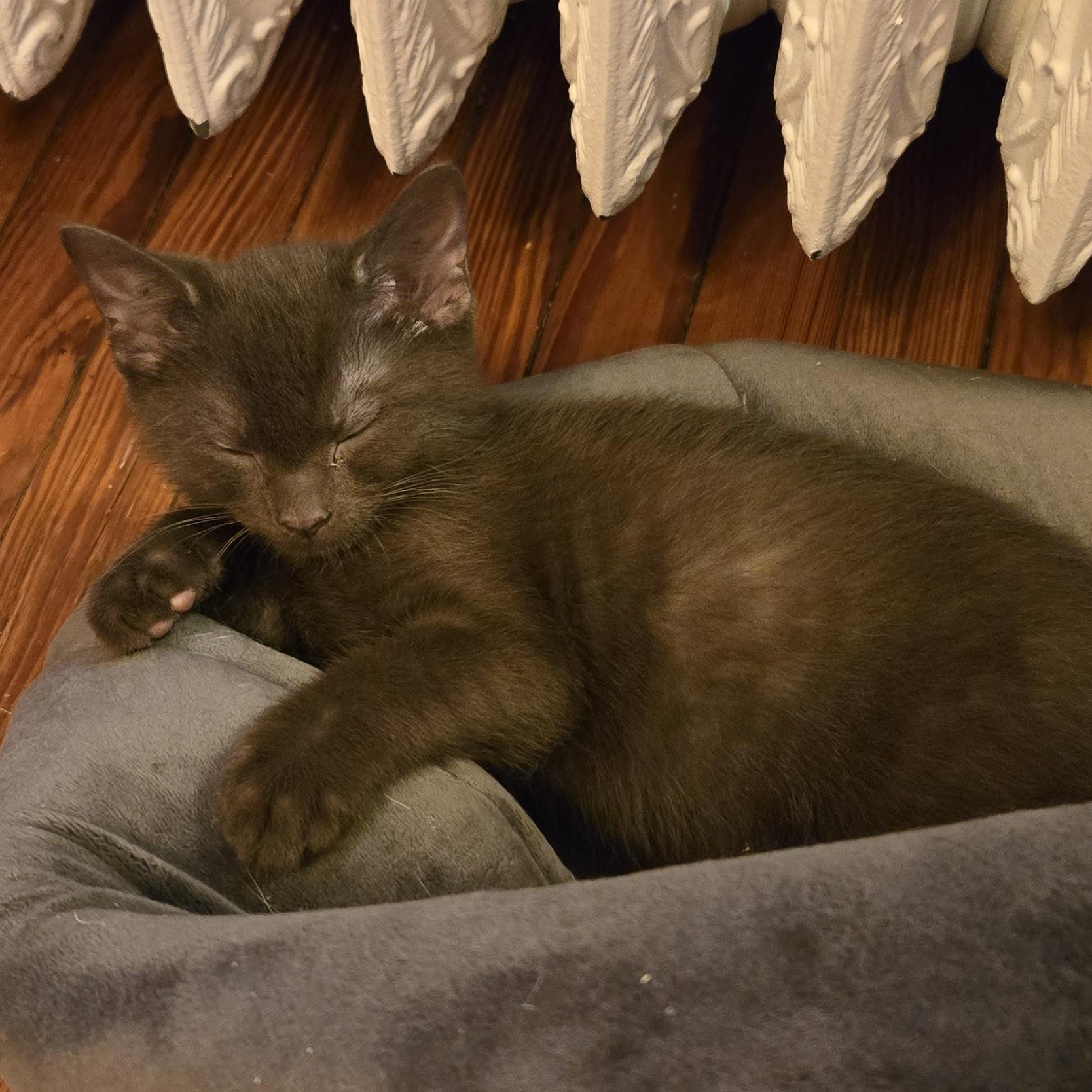 Bean Dip, an adopted mixed breed in Hyattsville, MD image 3/6