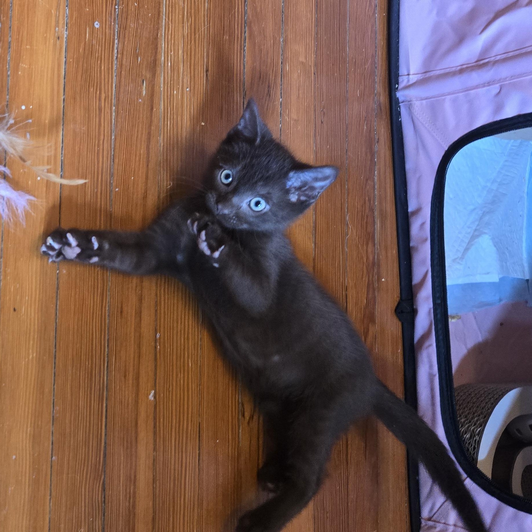 Bean Dip, an adopted mixed breed in Hyattsville, MD image 6/6