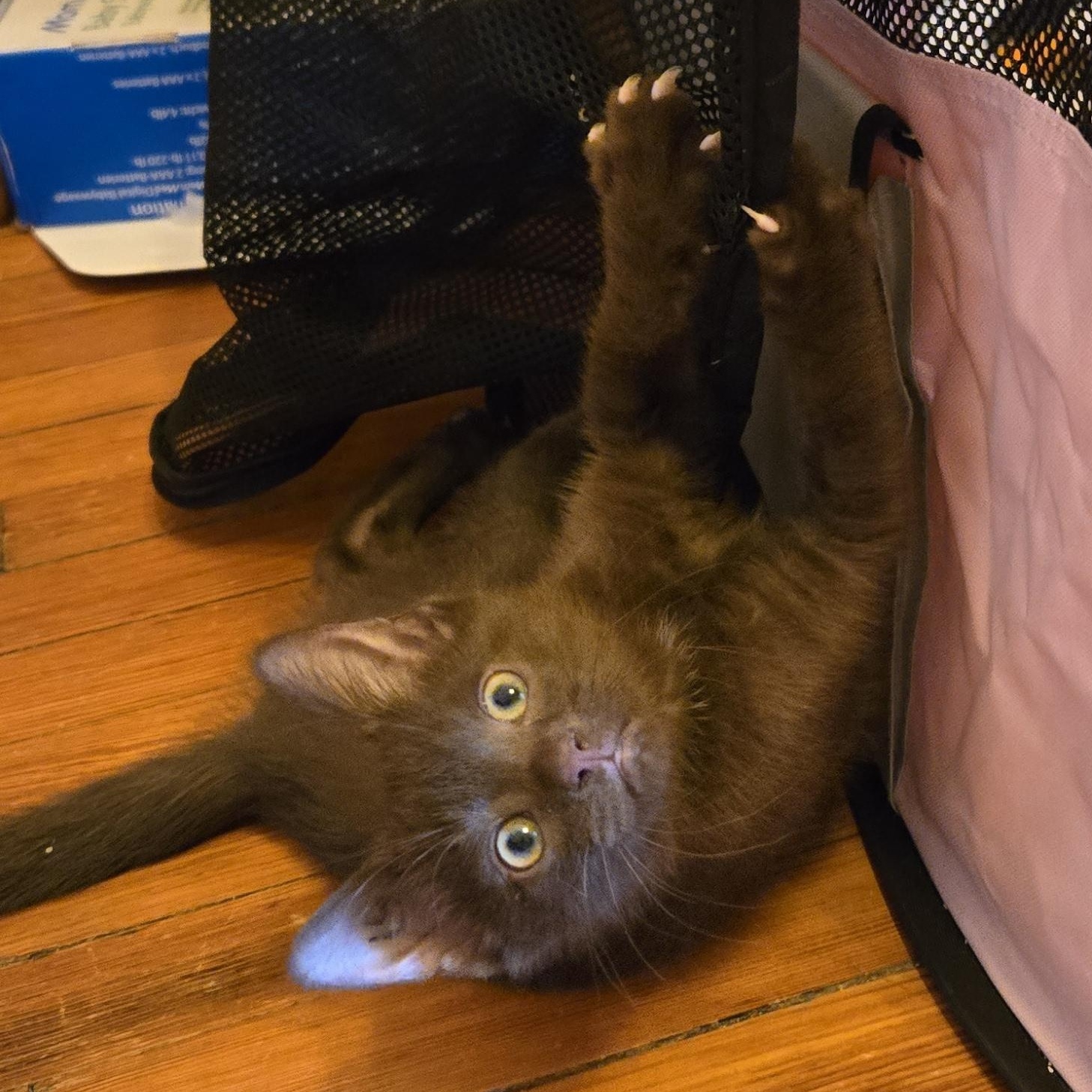 Bean Dip, an adopted mixed breed in Hyattsville, MD image 5/6