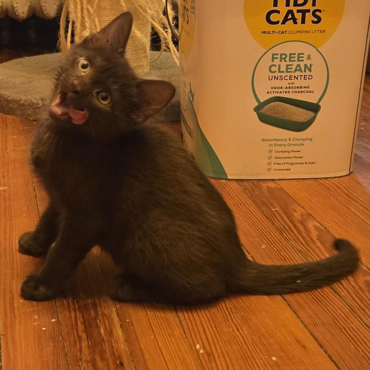 Bean Dip, an adopted mixed breed in Hyattsville, MD image 4/6