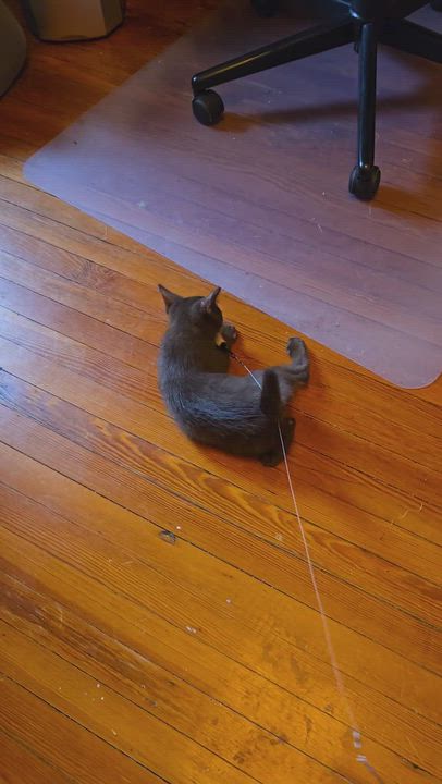 Enlarge Bean Dip, an adopted mixed breed in Hyattsville, MD video 2/6