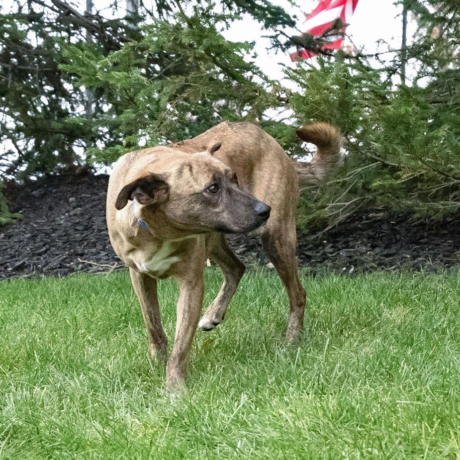 Azima, a Adoptable Mixed Breed in McKean, PA image 5/6