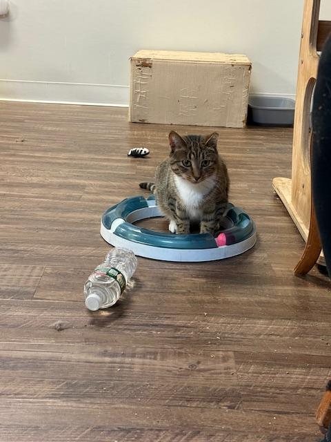 Ford, ADOPTABLE, Young Male Tiger & Tabby.