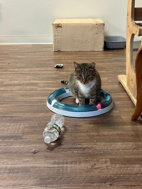 Enlarge Ford, a ADOPTABLE mixed breed in Toms River, NJ image 2/2