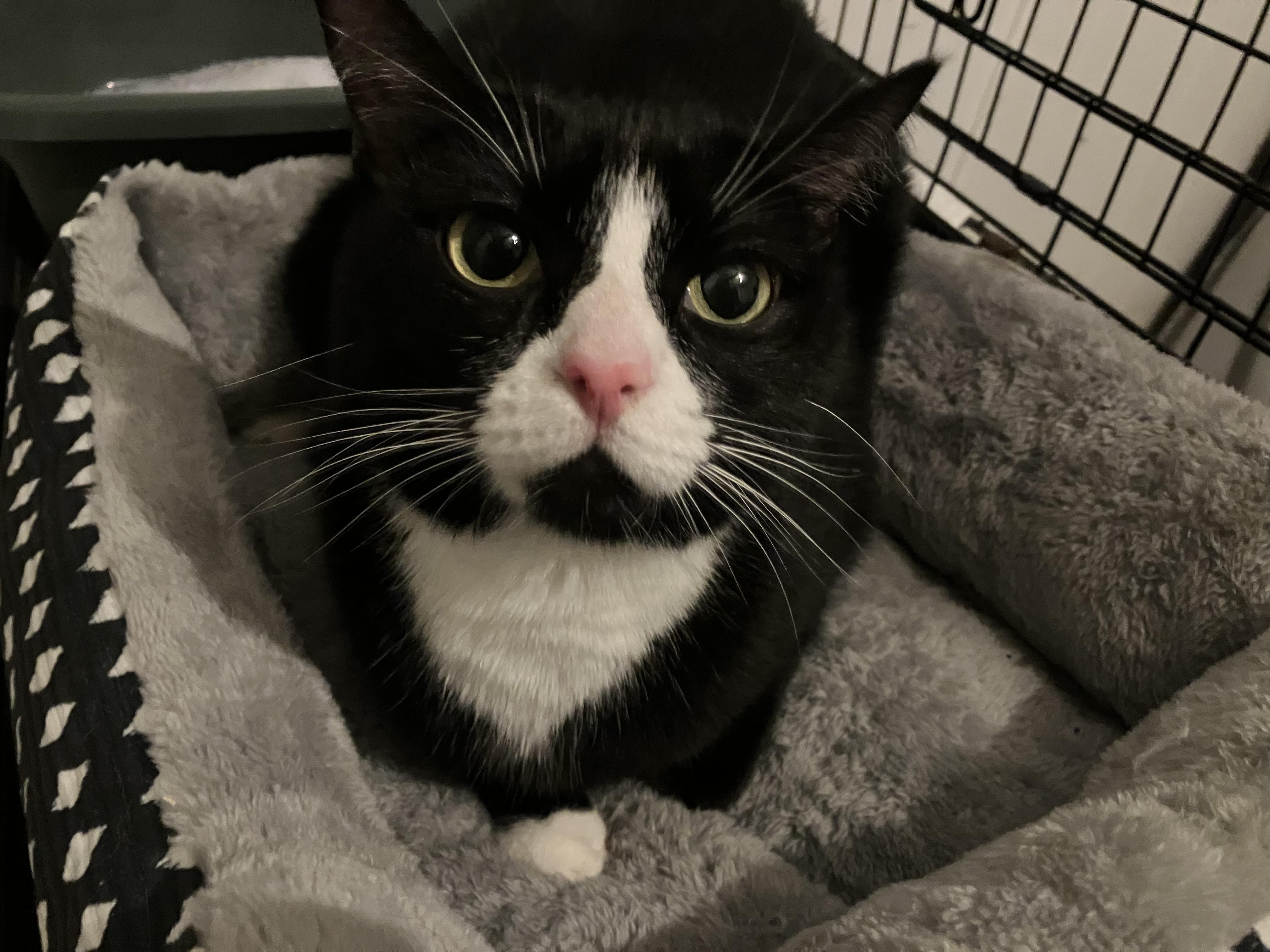 Kira, Adoptable, Adult Female Tuxedo.