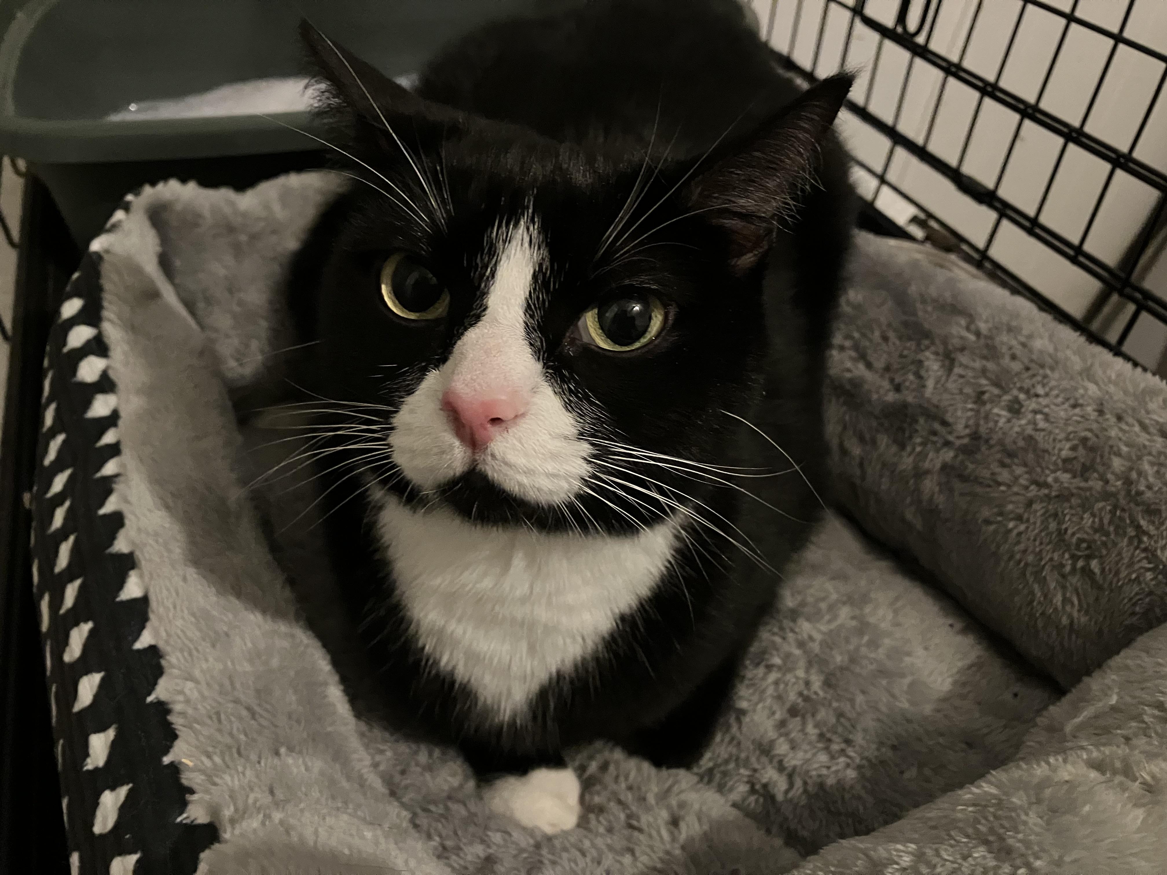 Kira, a Adoptable Tuxedo in Spring Hill, FL image 2/3