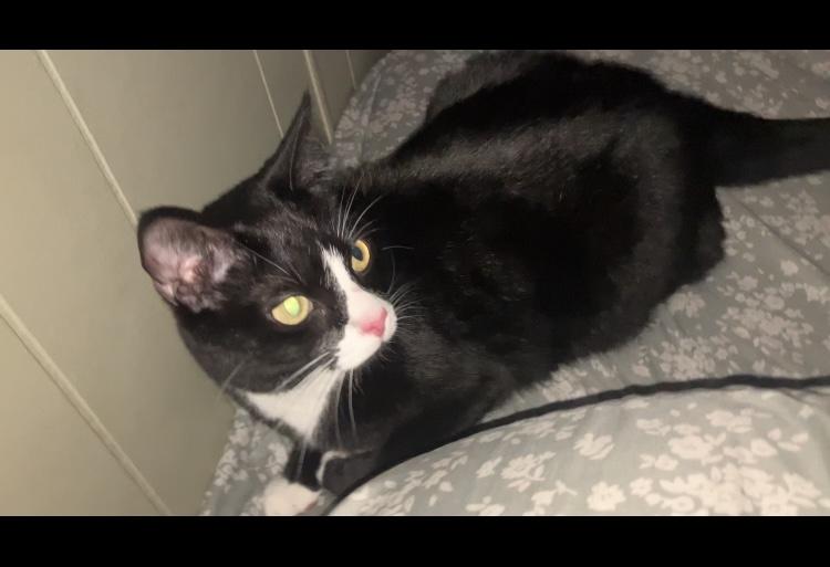 Kira, a Adoptable Tuxedo in Spring Hill, FL image 3/3