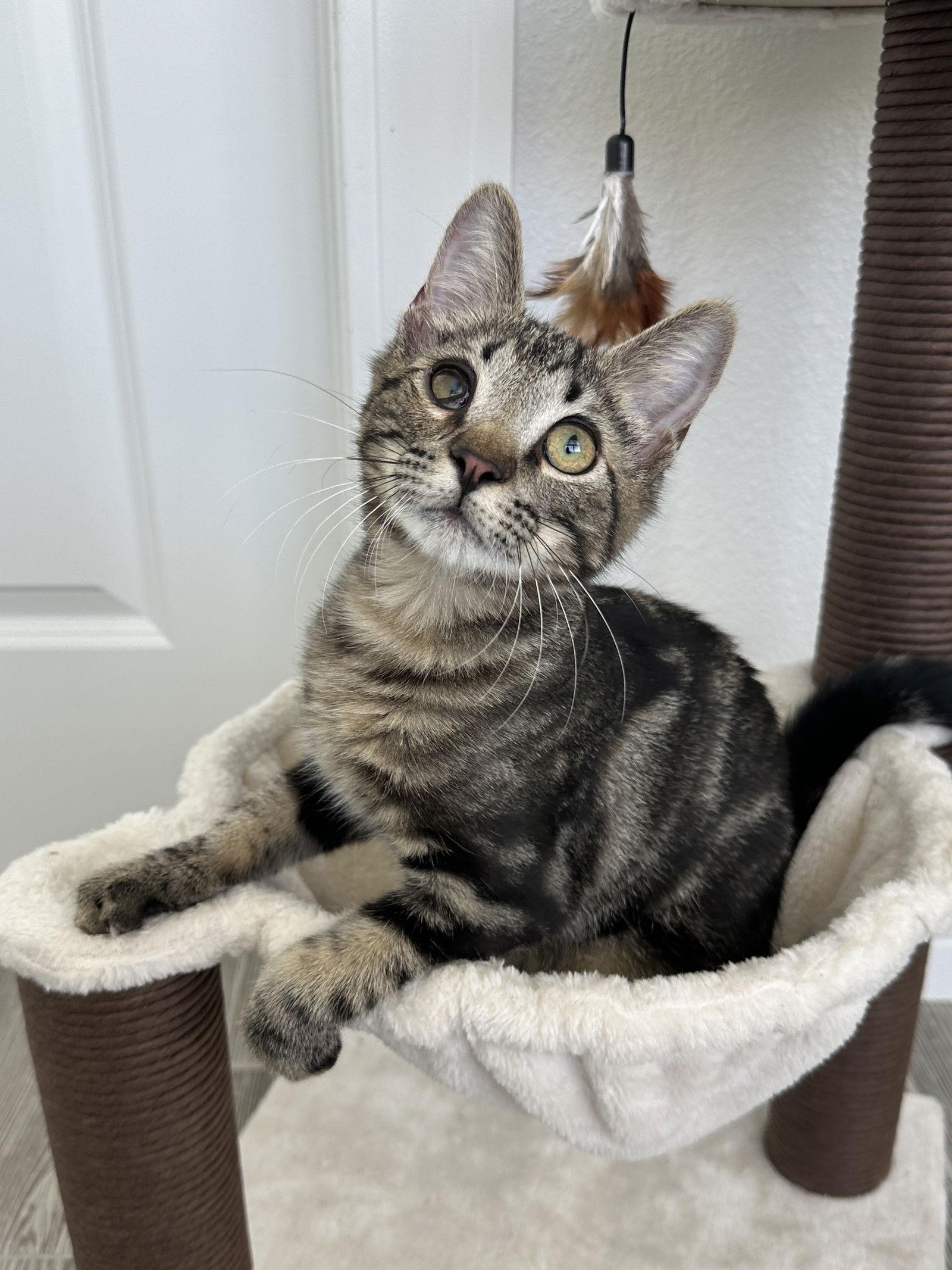 Enlarge BINX, a Adopted Domestic Short Hair in Orlando, FL image 1/3