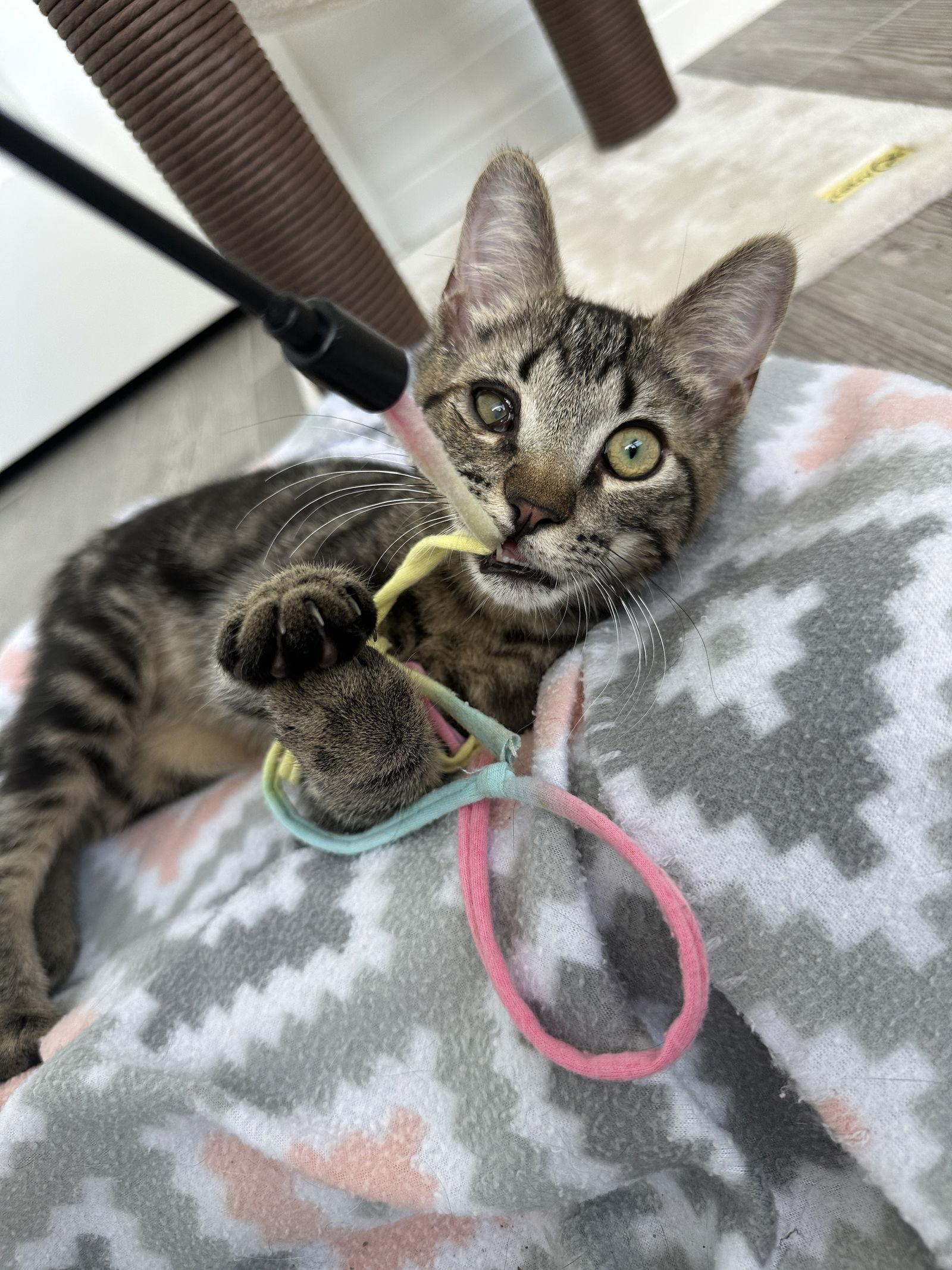 Enlarge BINX, a Adopted Domestic Short Hair in Orlando, FL image 2/3