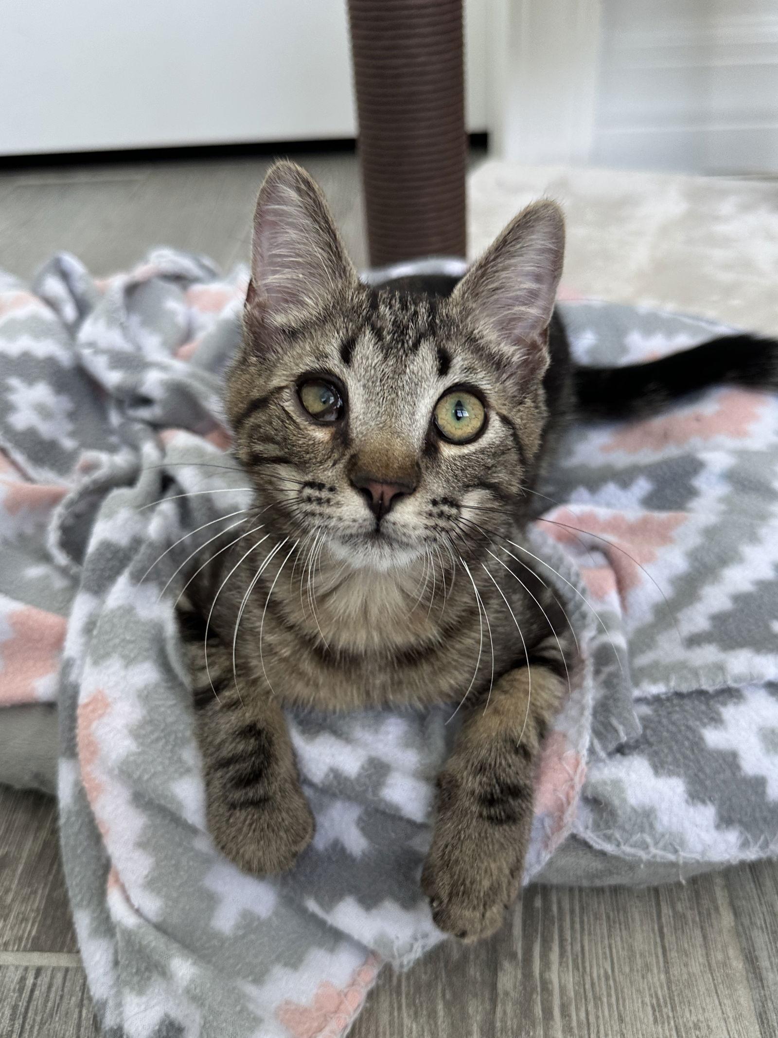 Enlarge BINX, a Adopted Domestic Short Hair in Orlando, FL image 3/3