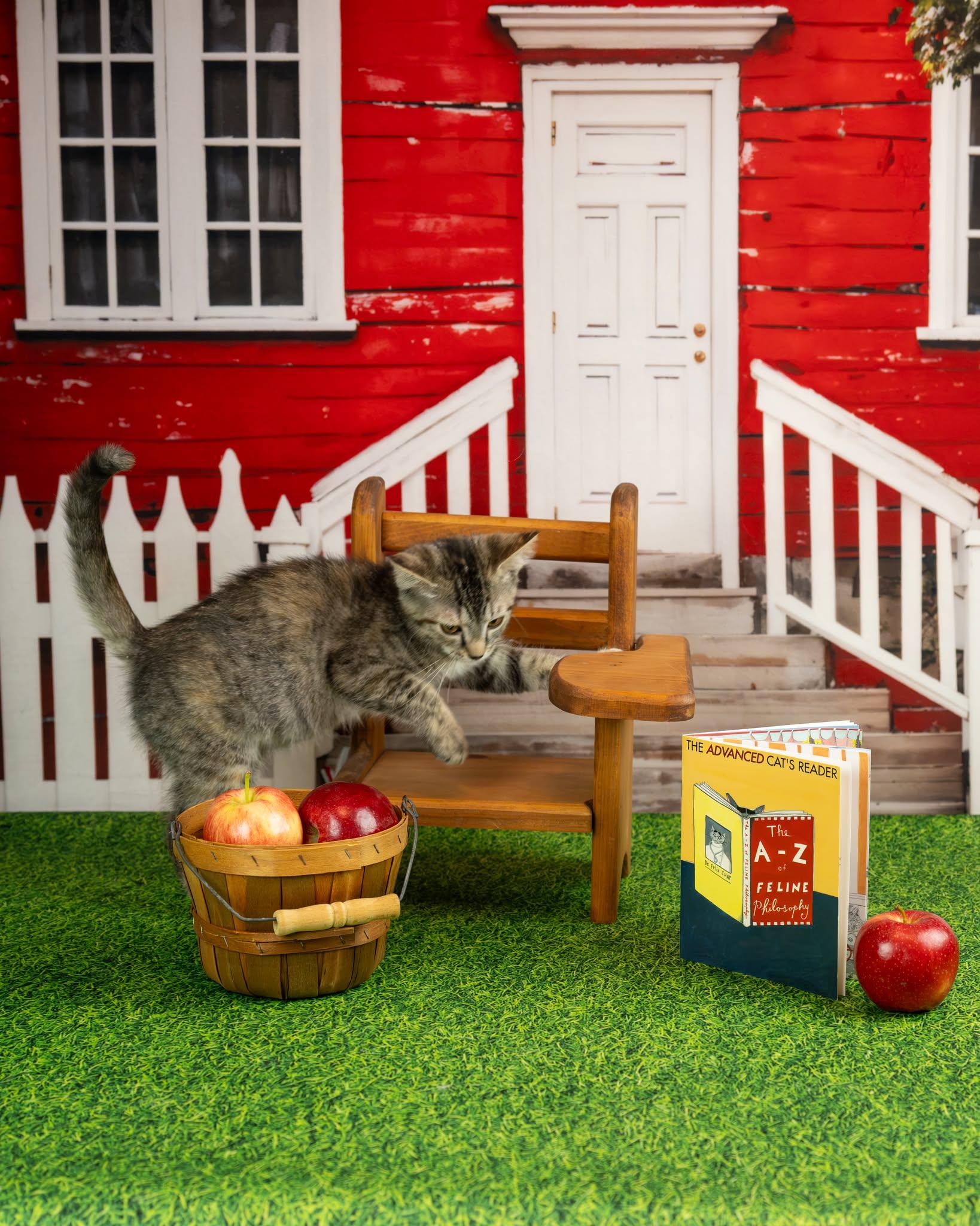 Enlarge Jacie, a Adopted Domestic Short Hair in Lapeer, MI image 3/4