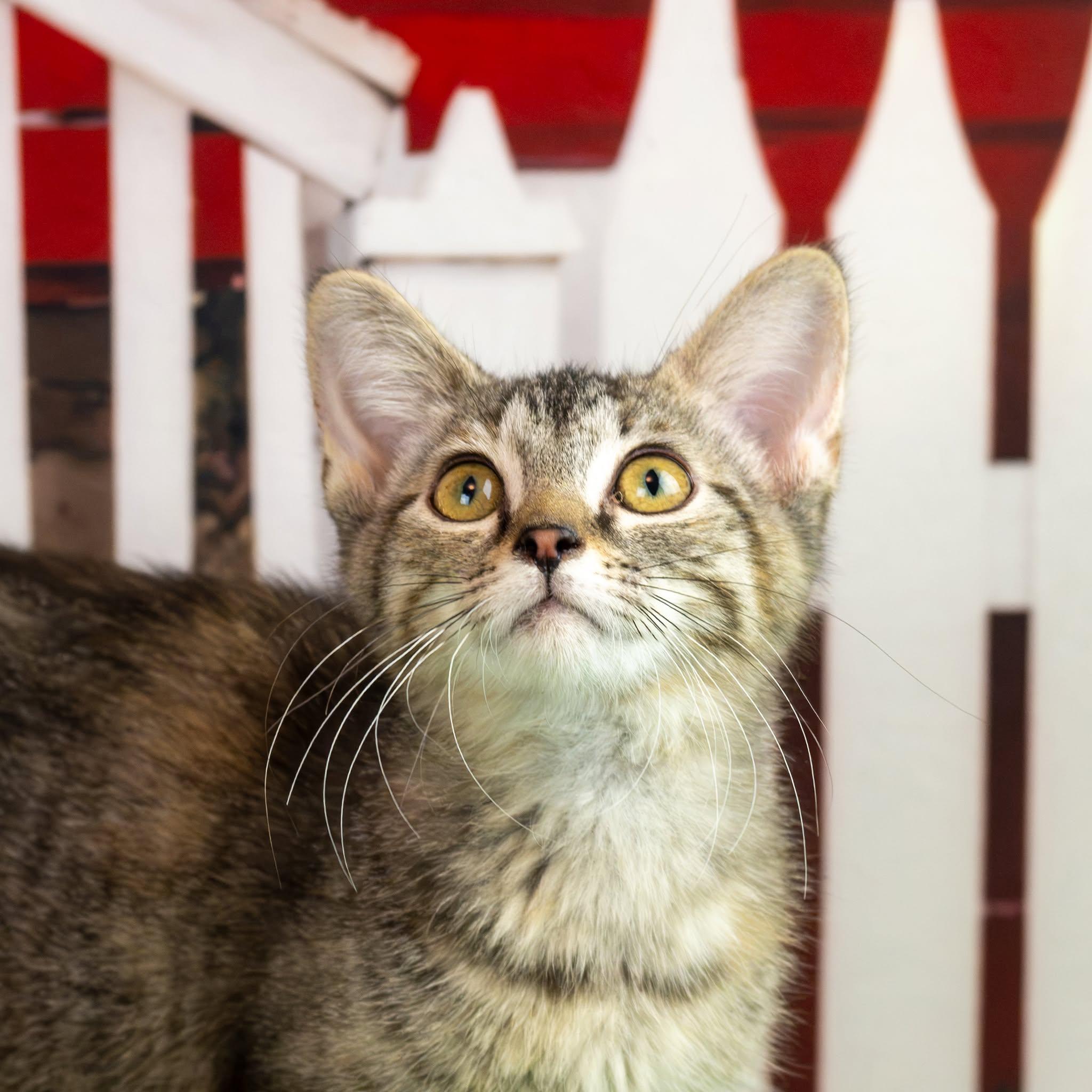 Jacie, Adopted, Kitten Female Domestic Short Hair.
