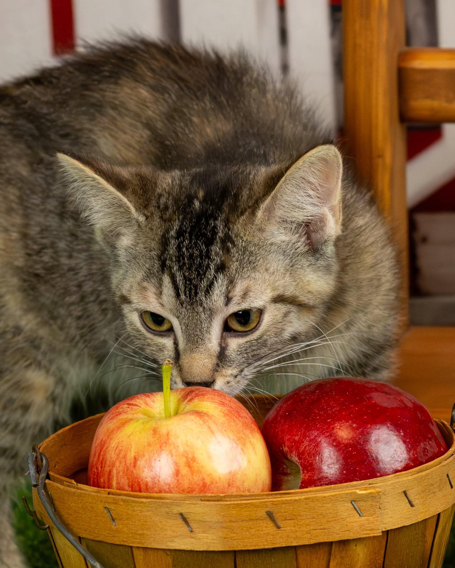 Enlarge Jacie, a Adopted Domestic Short Hair in Lapeer, MI image 4/4