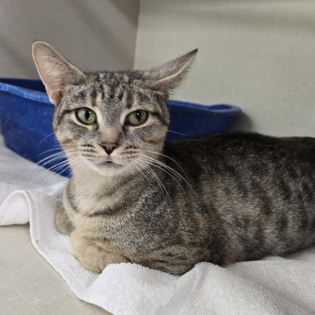 Enlarge Penny  #230, a Adoptable Domestic Short Hair in Tawas City, MI image 1/1