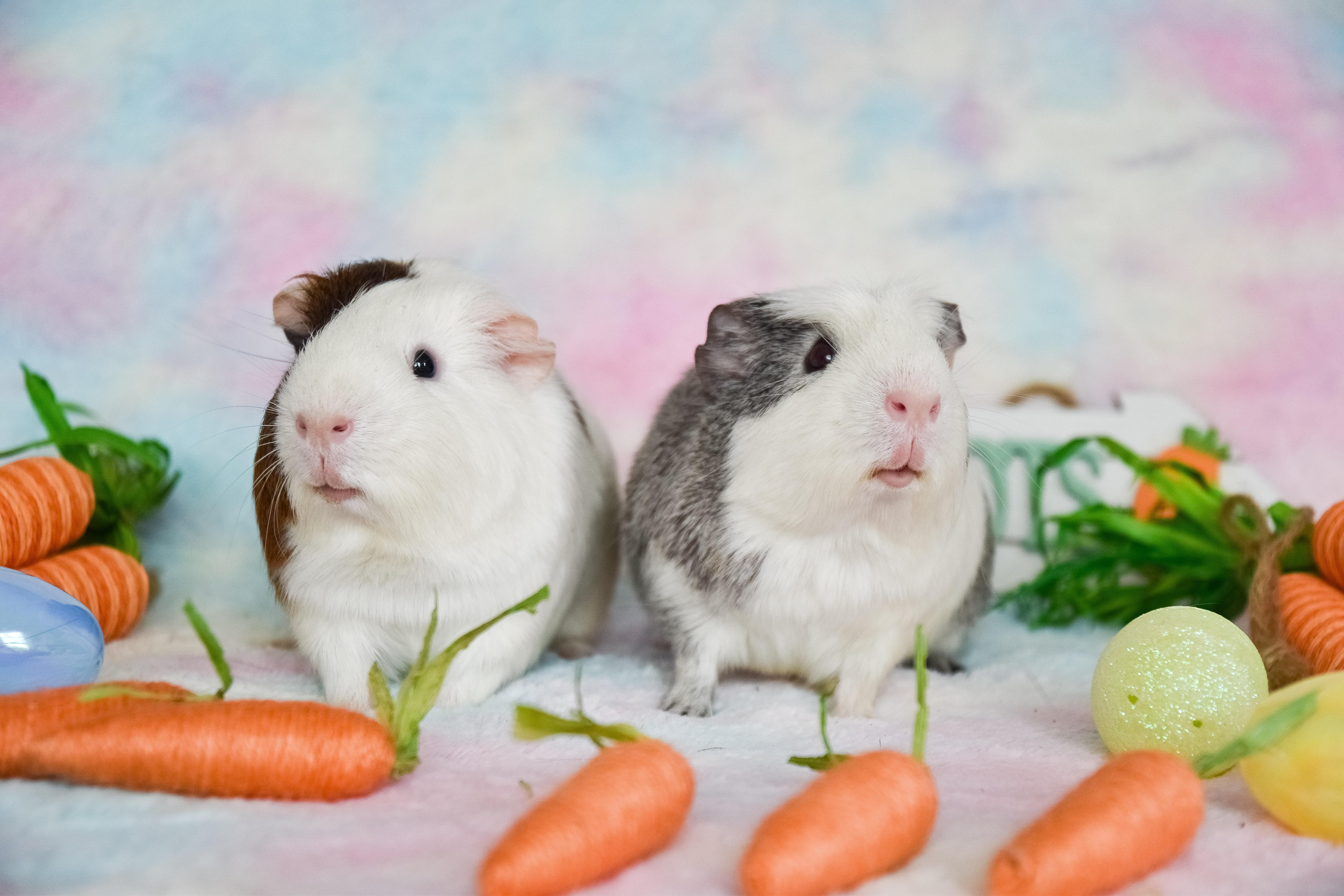 Sam and Frank, Young Male Guinea Pig