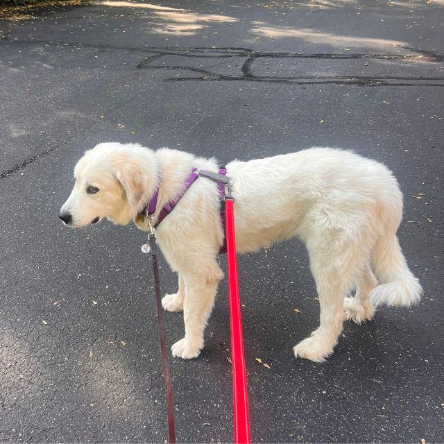 Enlarge Winnie (26-178), a Adoptable mixed breed in Minnetonka, MN image 4/4