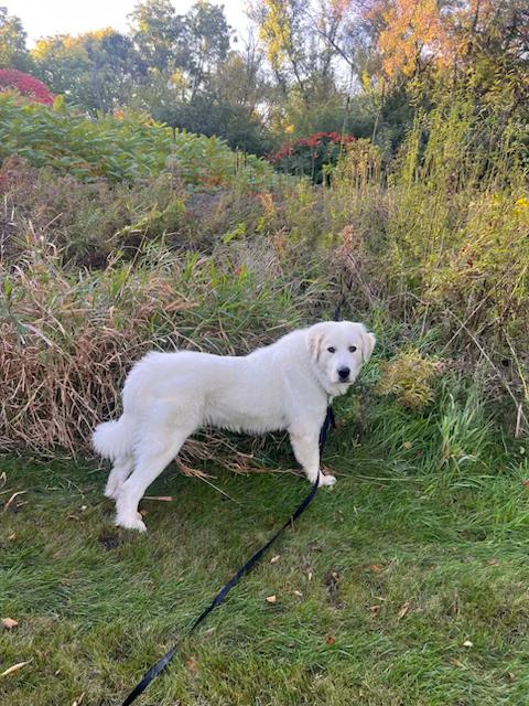 Enlarge Winnie (26-178), a Adoptable mixed breed in Minnetonka, MN image 2/4