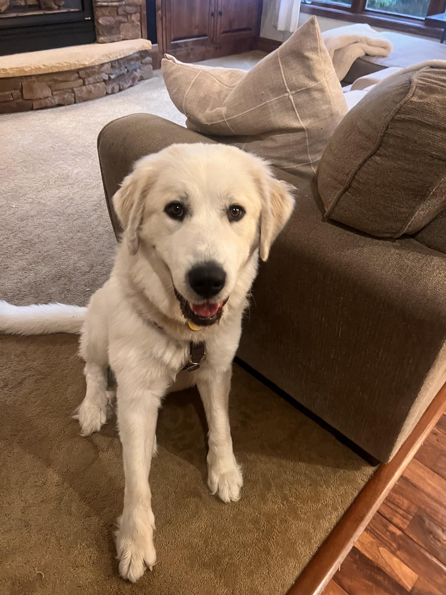 Enlarge Winnie (26-178), a Adoptable mixed breed in Minnetonka, MN image 1/4