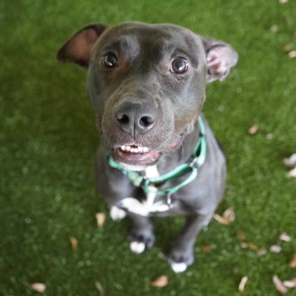 Enlarge Officer, a Adoptable mixed breed in Tuscaloosa, AL image 1/5