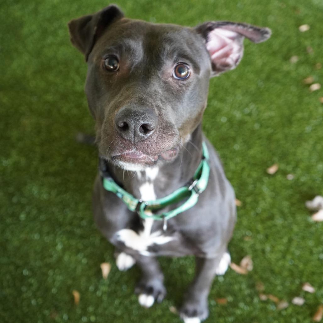 Enlarge Officer, a Adoptable mixed breed in Tuscaloosa, AL image 2/5