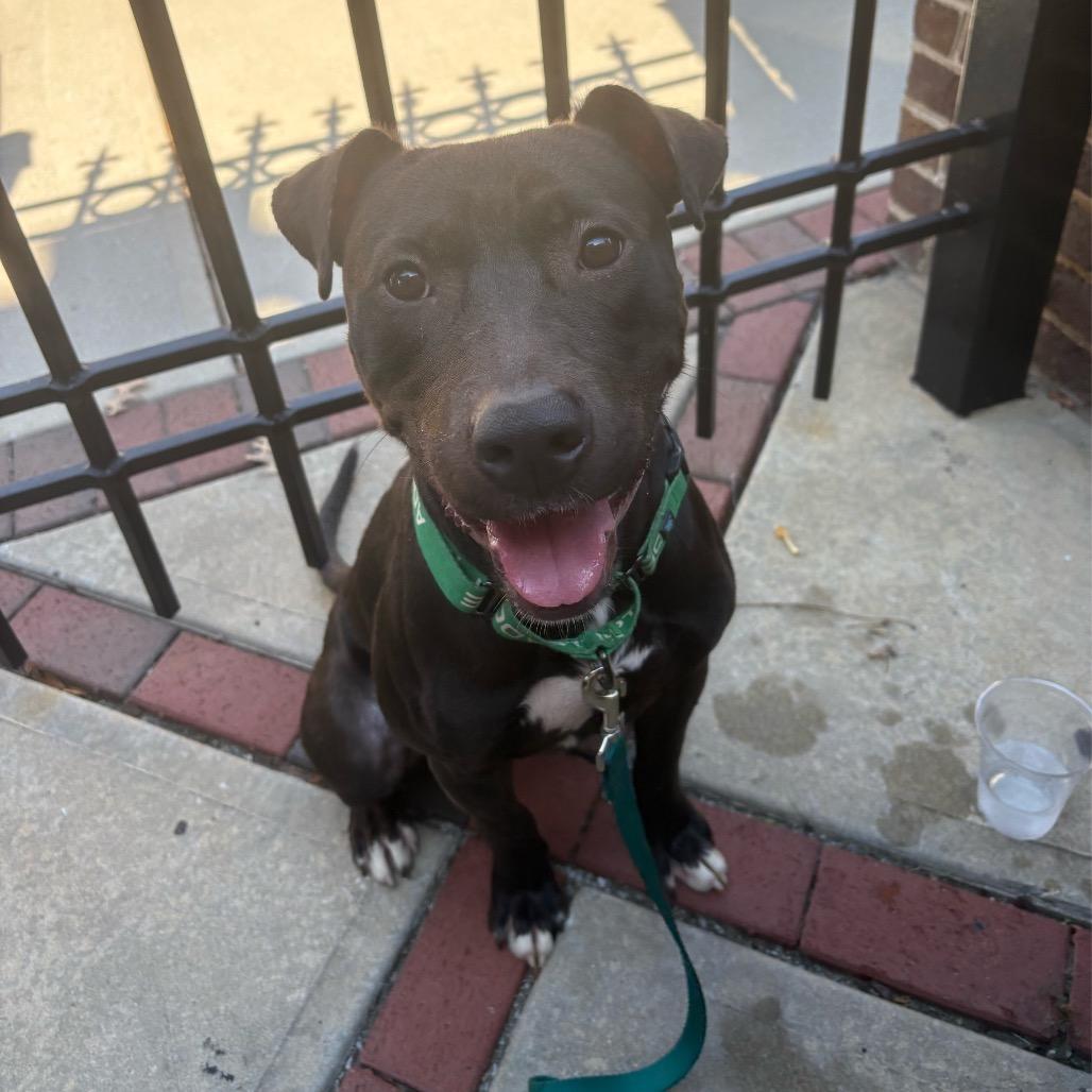 Enlarge Officer, a Adoptable mixed breed in Tuscaloosa, AL image 3/6