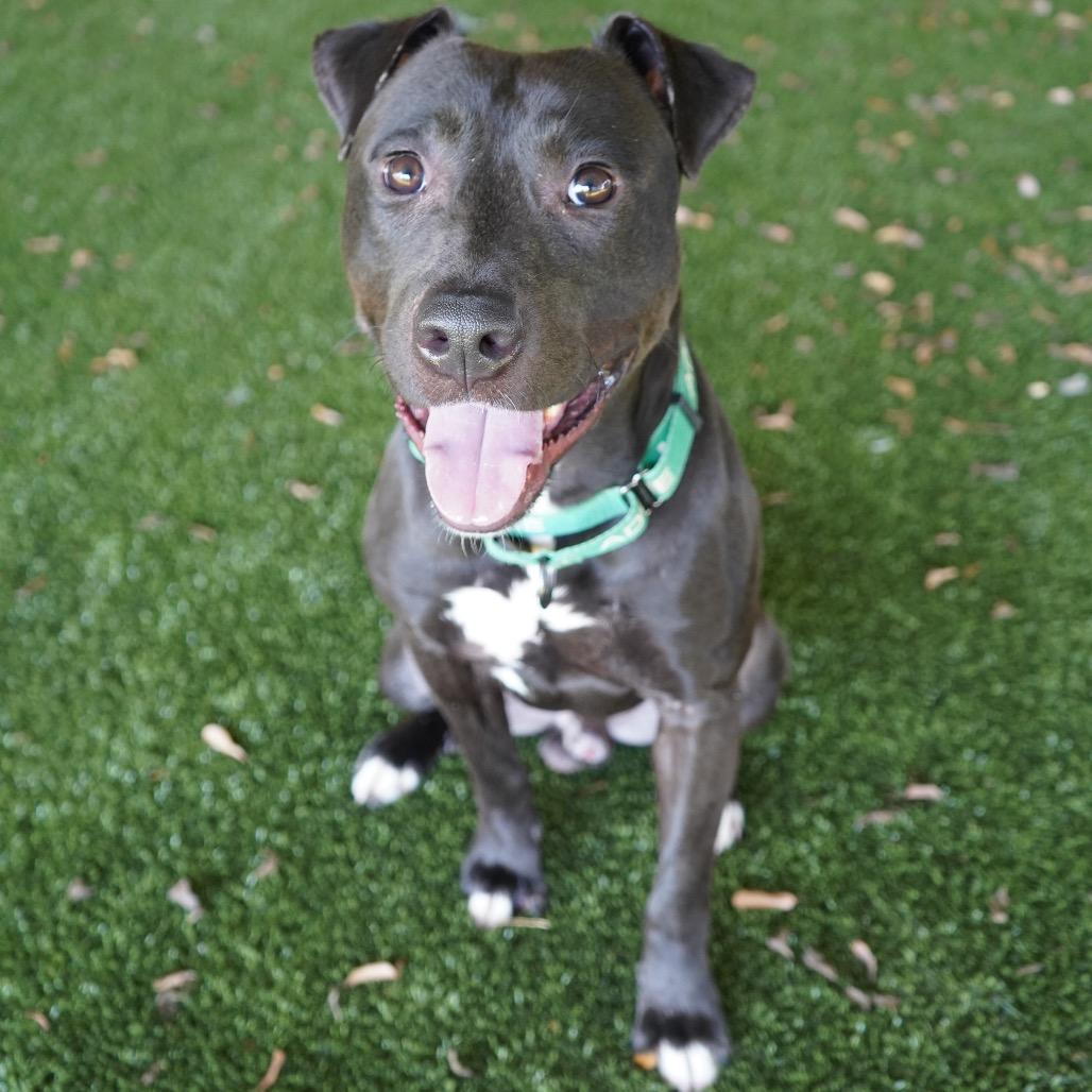 Enlarge Officer, a Adoptable mixed breed in Tuscaloosa, AL image 4/5