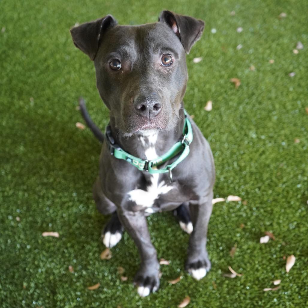 Enlarge Officer, a Adoptable mixed breed in Tuscaloosa, AL image 5/5
