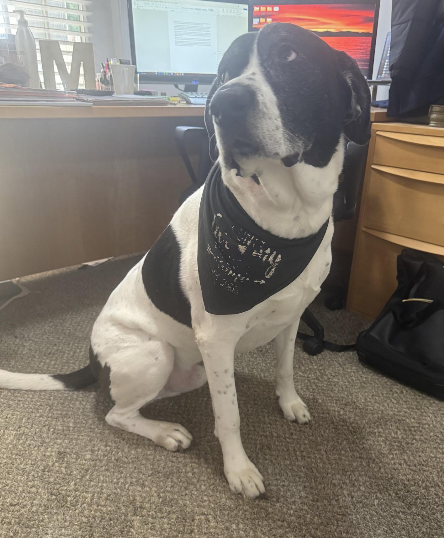 Max, ADOPTABLE, Adult Male Great Dane.