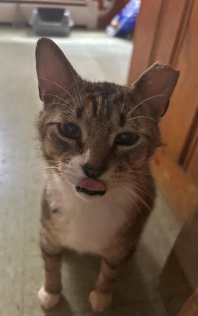 Khufu, a Adoptable mixed breed in Pawtucket, RI image 2/5