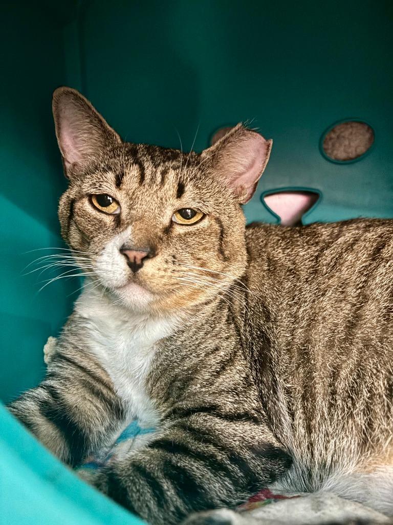 Khufu, a Adoptable mixed breed in Pawtucket, RI image 3/6