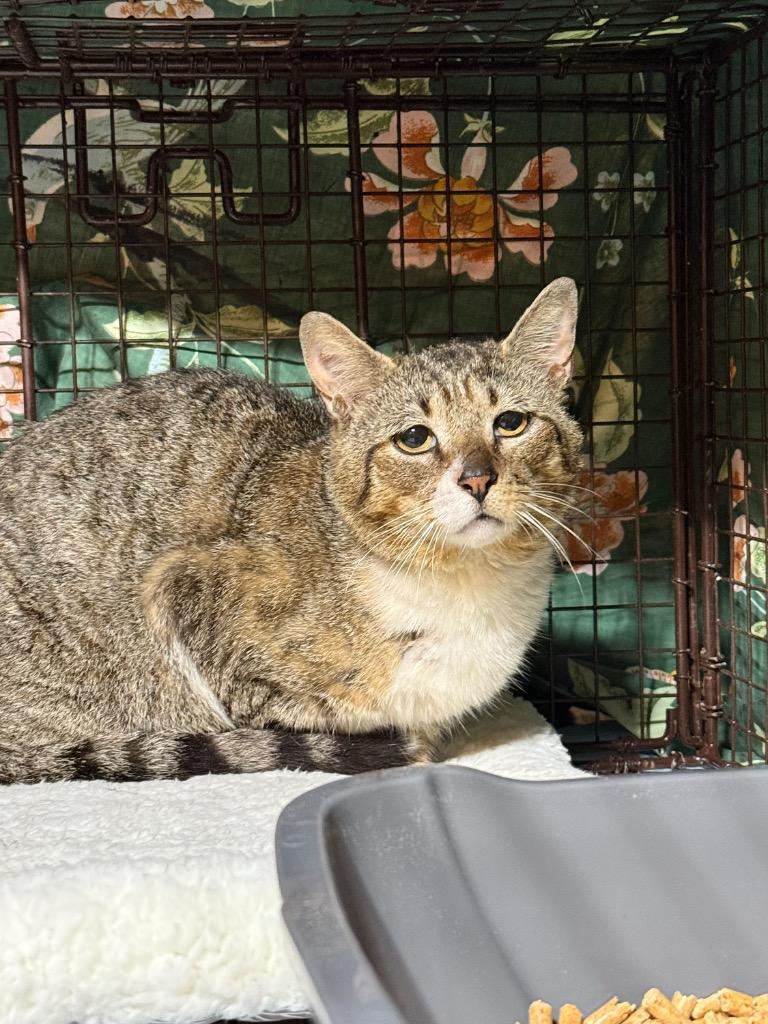 Khufu, a Adoptable mixed breed in Pawtucket, RI image 3/5