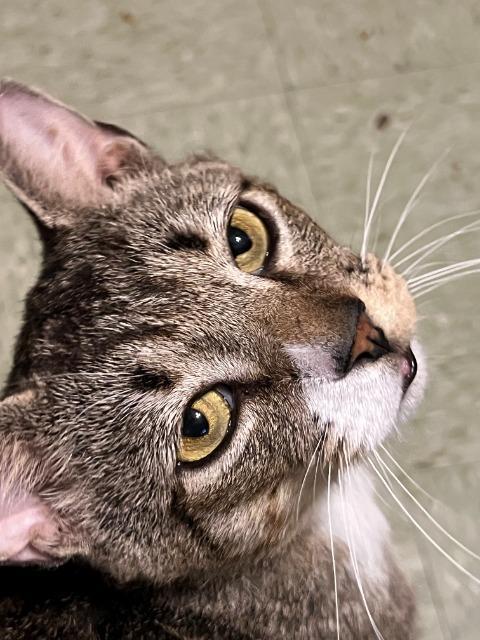Khufu, a Adoptable mixed breed in Pawtucket, RI image 5/5