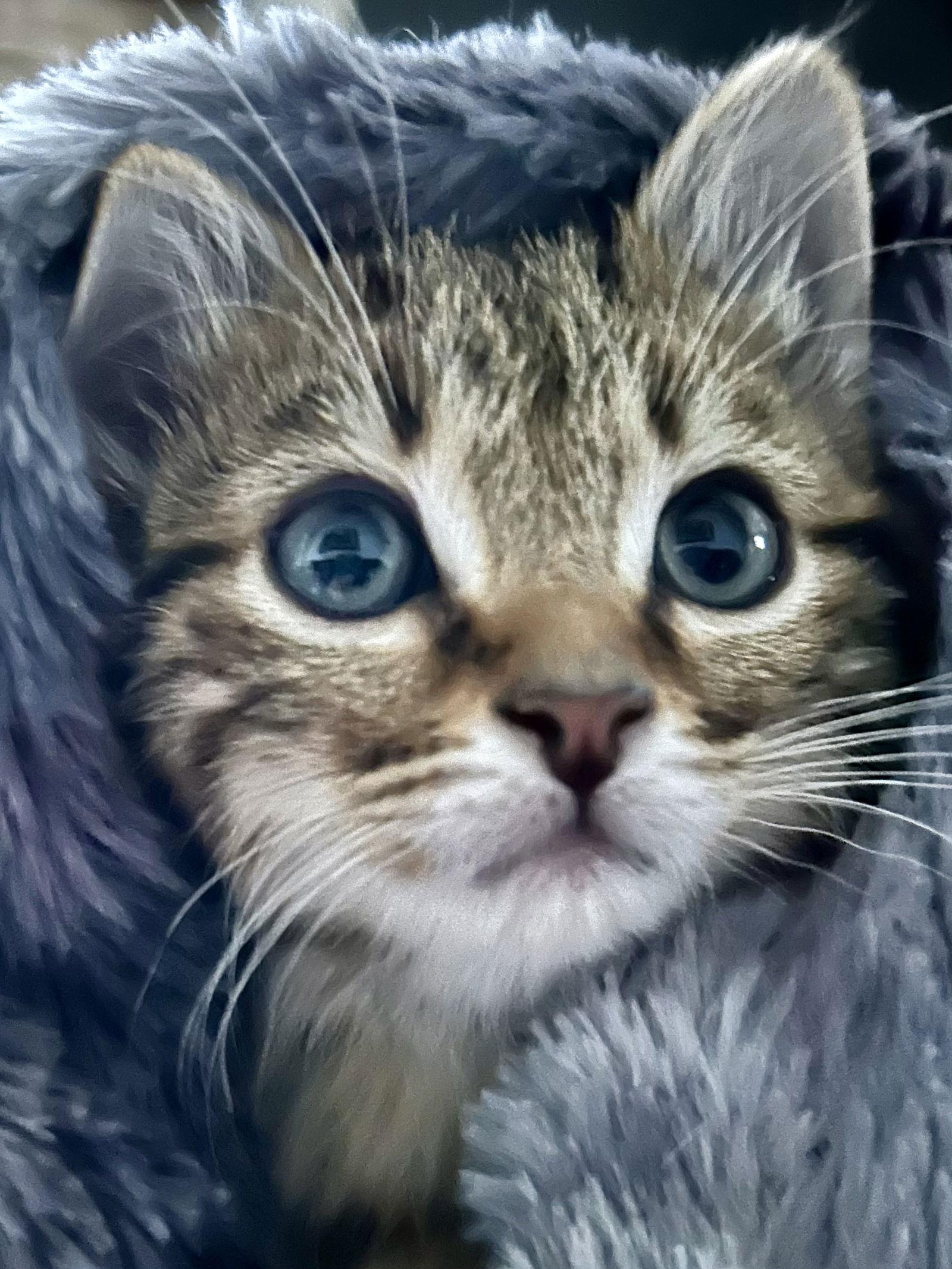 Ozzy, Adopted, Kitten Male Domestic Short Hair & Tabby.