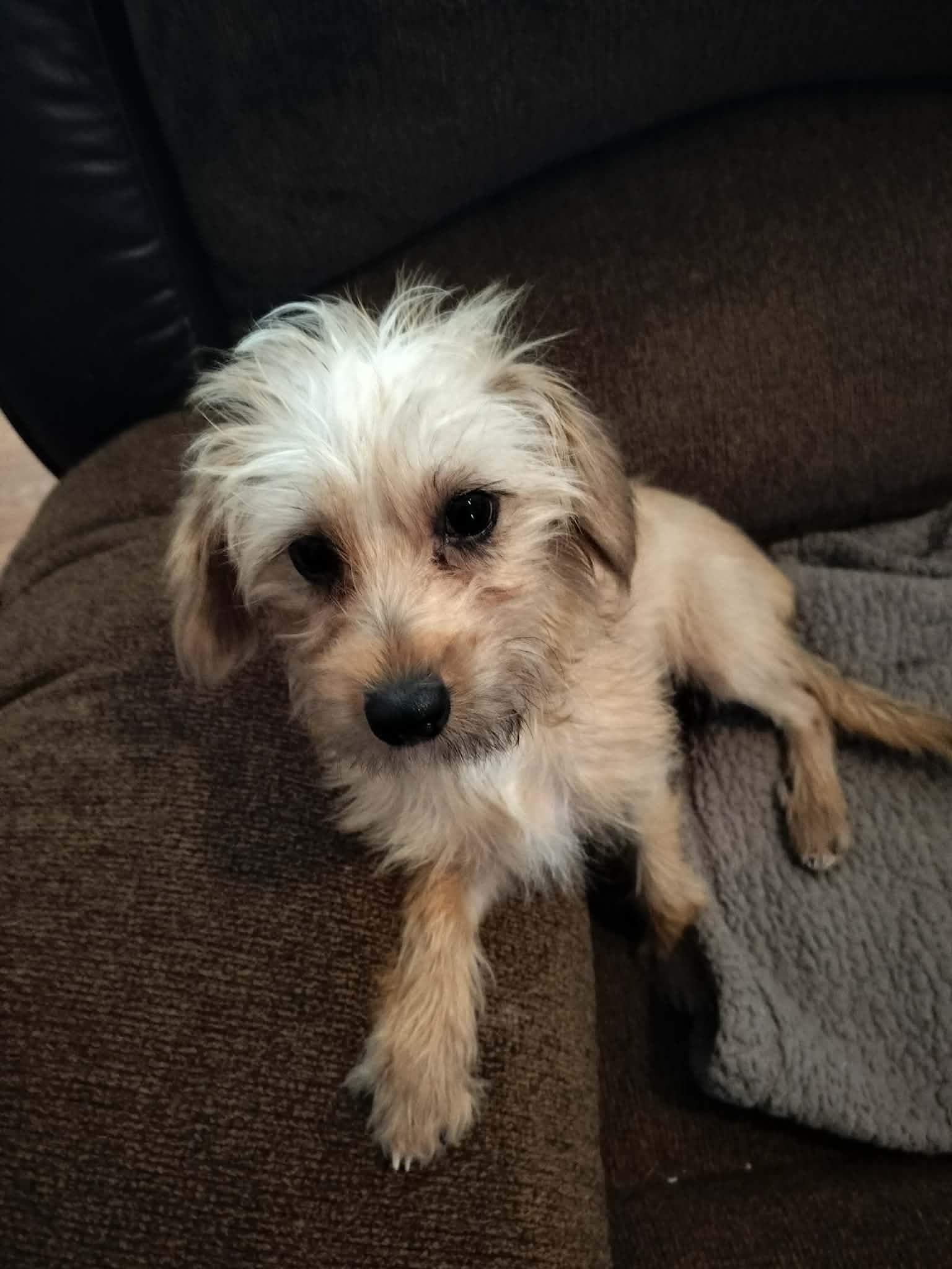 CLEO, ADOPTABLE, Puppy Female Yorkshire Terrier & Terrier.