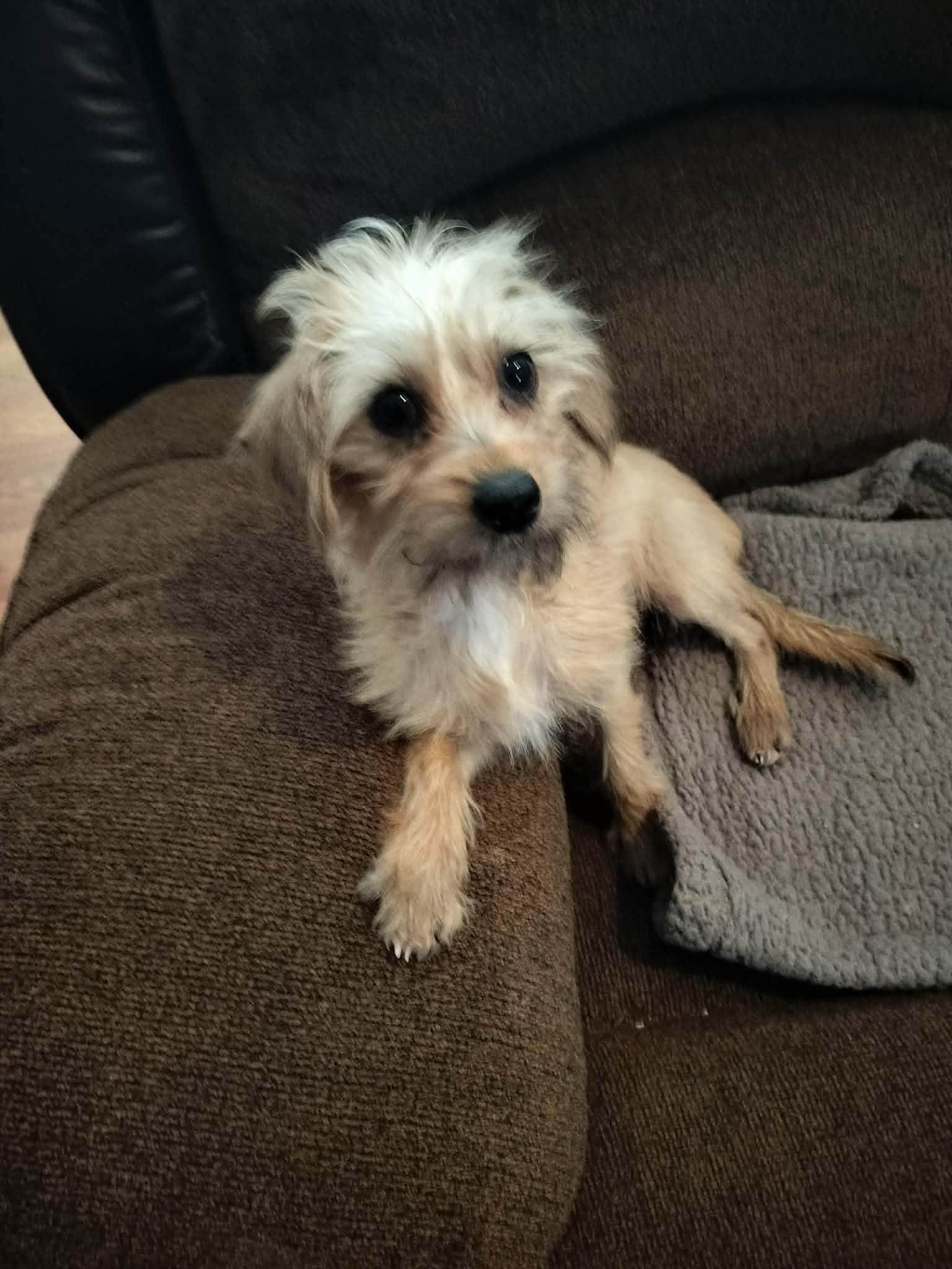 Enlarge CLEO, a ADOPTABLE mixed breed in Harlem, GA image 5/6