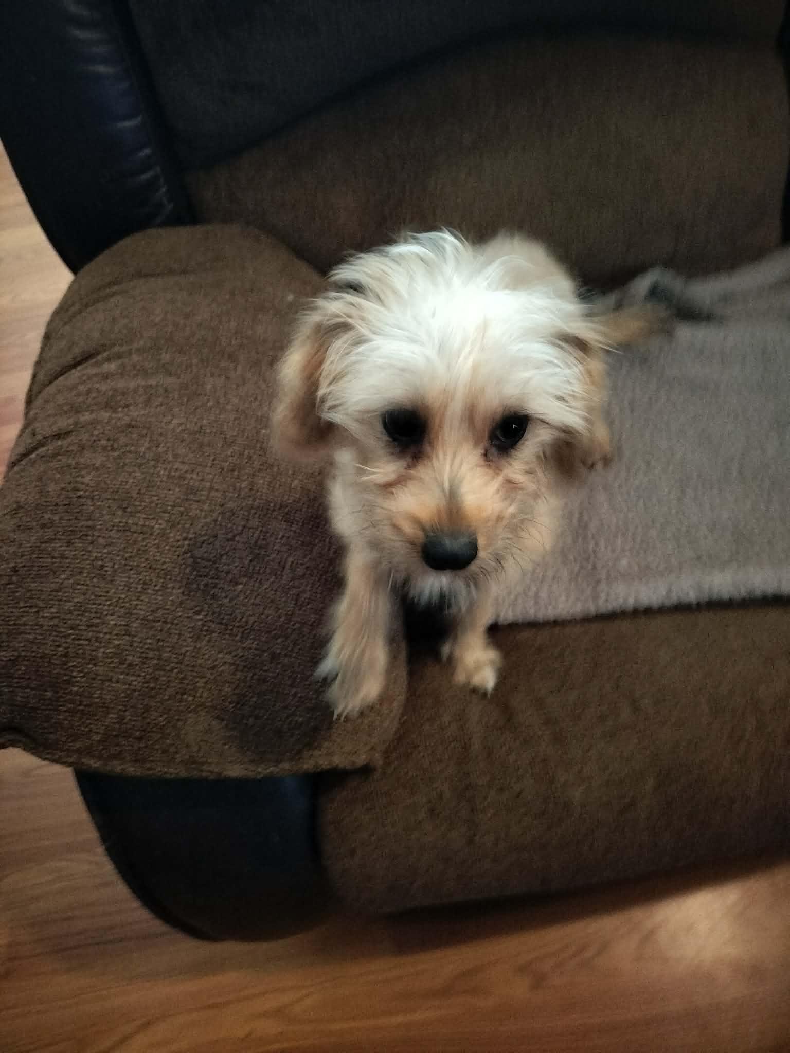 Enlarge CLEO, a ADOPTABLE mixed breed in Harlem, GA image 6/6